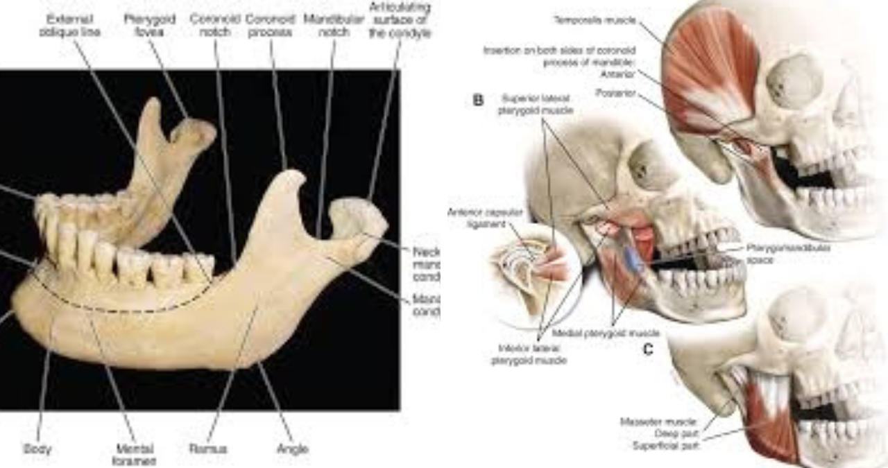 Mandibular Condyle