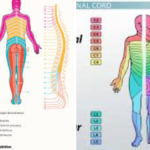 Lumbar Dermatomes