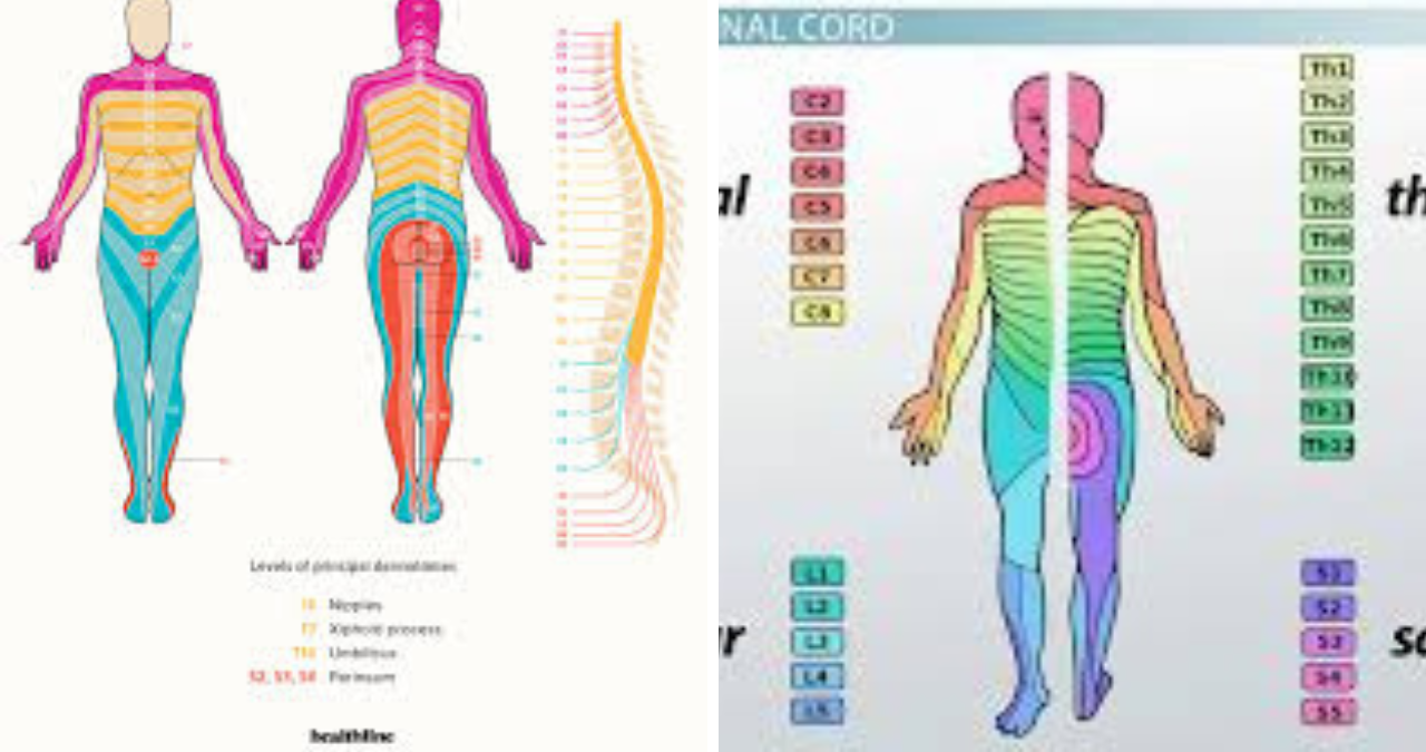 Lumbar Dermatomes